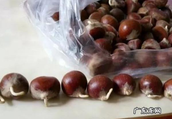 板栗发芽了煮熟能吃,板栗发芽了煮熟可以吃