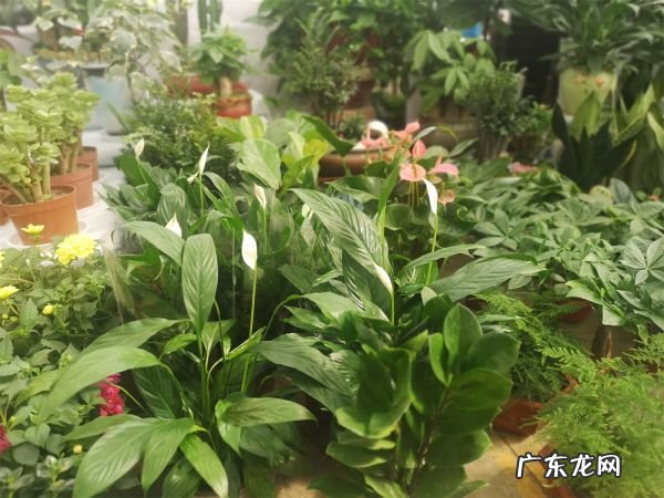 白掌的作用与功效,白掌的作用