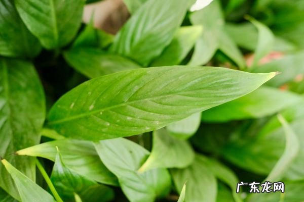 白掌的作用与功效,白掌的作用