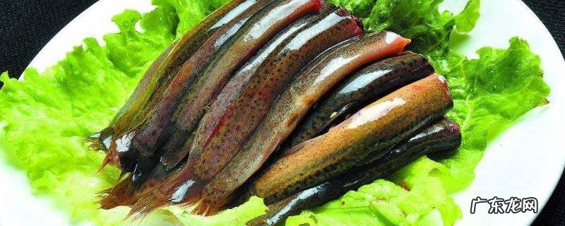 泥鳅的特点 泥鳅的特点与性格是什么
