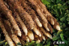 白嘴山药和铁棍哪个营养高,小白嘴山药和铁棍山药的区别是什么