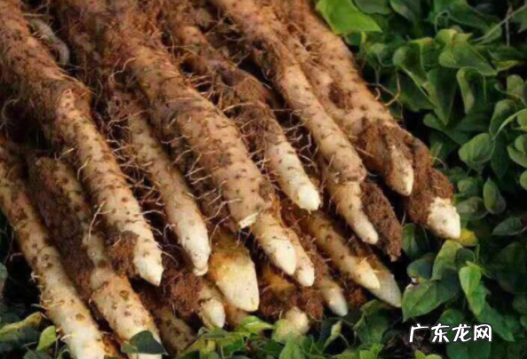 白嘴山药和铁棍哪个营养高,小白嘴山药和铁棍山药的区别是什么