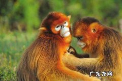 峨眉山的猴子是什么品种,金丝猴和峨眉山猴子哪个智商高