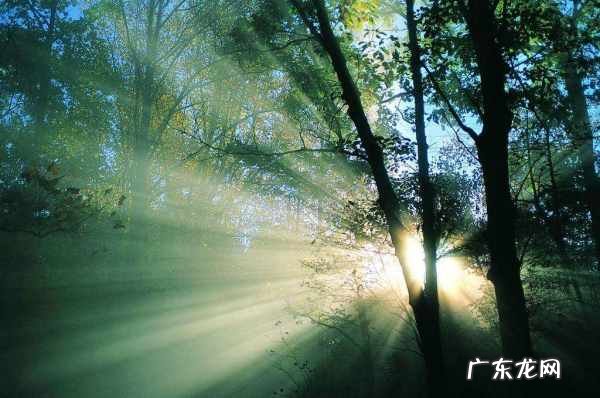 保护森林的措施有哪些,保护森林的办法有哪些