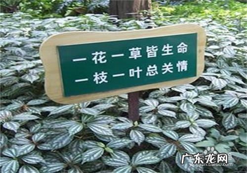 保护森林的措施有哪些,保护森林的办法有哪些