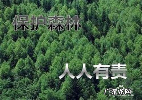 保护森林的措施有哪些,保护森林的办法有哪些