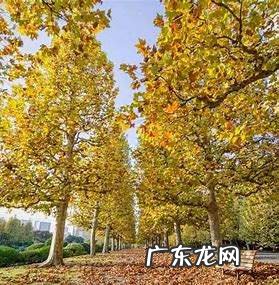 梧桐树可以扦插,梧桐树树枝能插活