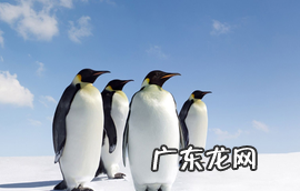 王企鹅的特点是什么,企鹅的种类及特征还有生活区域是什么意思