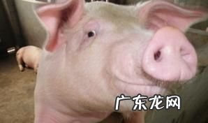 猪的声音怎么叫的,猪的叫声是什么声音