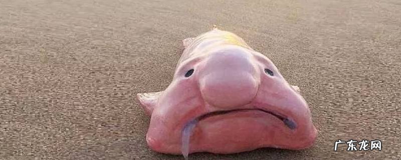 水滴鱼的特点 水滴鱼的特点是什么