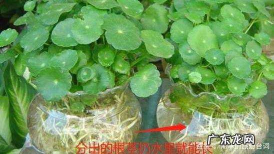 铜钱草怎么分盆,铜钱草的养殖方法