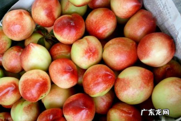 油桃和李子有什么区别,桃布李和油桃的区别