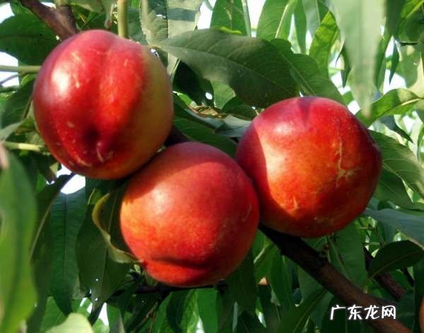 油桃和李子有什么区别,桃布李和油桃的区别