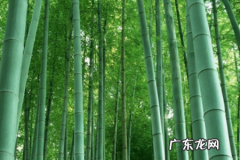 竹子的寓意和象征,竹子的寓意和象征