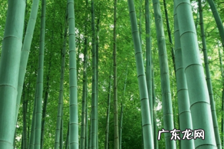 竹子的寓意和象征,竹子的寓意和象征