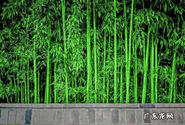 竹子的寓意和象征,竹子的寓意和象征