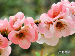 海棠花花语 海棠花花语是什么,海棠花的花语