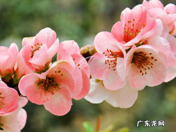 海棠花花语 海棠花花语是什么,海棠花的花语