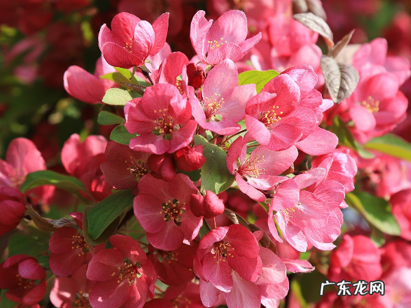 海棠花花语 海棠花花语是什么,海棠花的花语