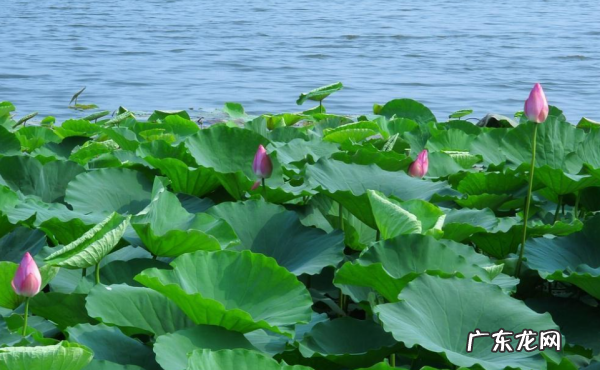 夏季的词语有哪些,表示夏天的词语有哪些四字词语