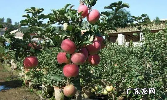 苹果夏天常温能放多久,苹果在夏天常温下可以放多久芭芭农场