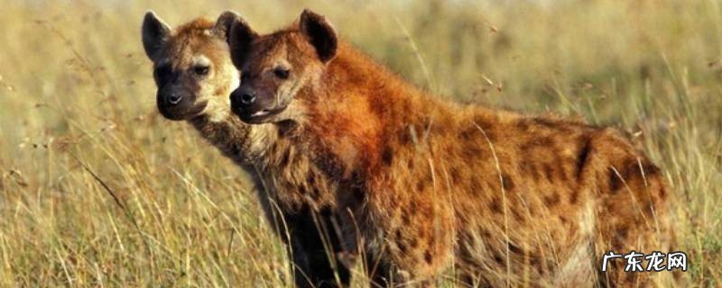 鬣狗百度百科 鬣狗的特点