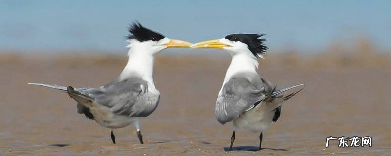 中华凤头燕鸥的特点 大凤头燕鸥和中华凤头燕鸥