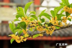 桂花怎样晒干才能保存香味,桂花怎样晒干才能保存香味