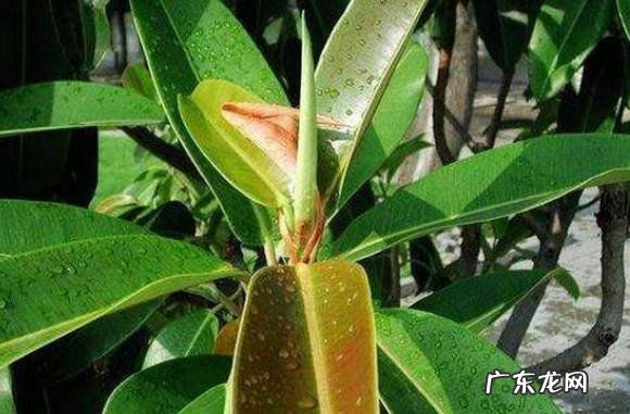 过度浇水 冬天养护橡皮树的禁忌有哪些