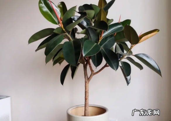 过度浇水 冬天养护橡皮树的禁忌有哪些