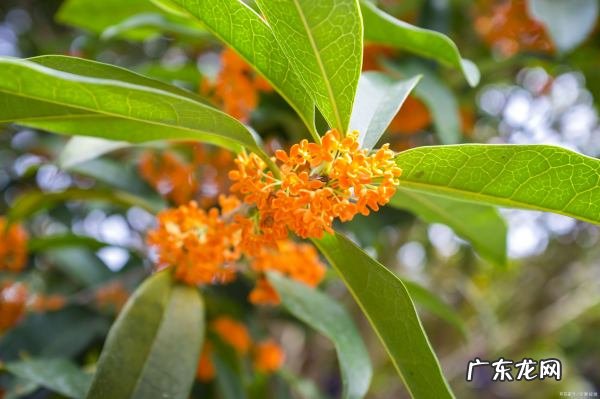 桂花可以做成什么美食,桂花可以做哪些美食绘画画出来