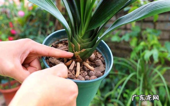 用消毒过的工具 君子兰怎么分株