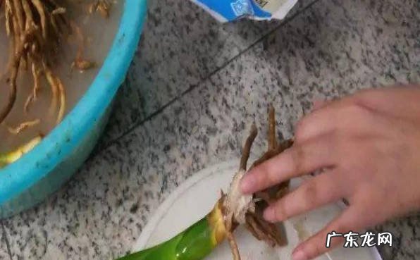 用消毒过的工具 君子兰怎么分株