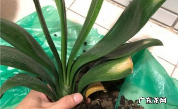 用消毒过的工具 君子兰怎么分株