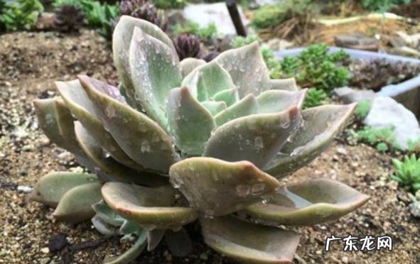 更换花盆 如何加快多肉的生长