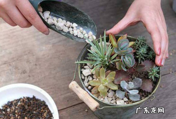 更换花盆 如何加快多肉的生长