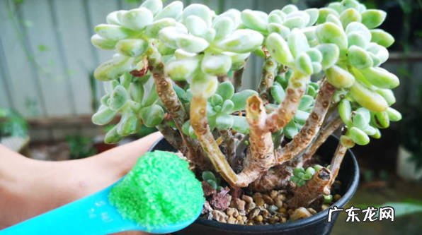 更换花盆 如何加快多肉的生长
