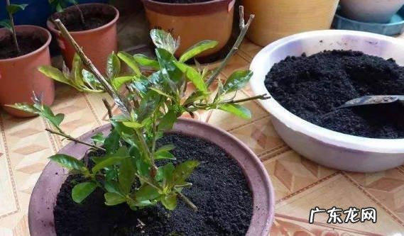 不能随意修剪 怎么让茉莉花安全过冬