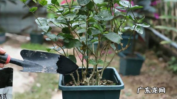 不能随意修剪 怎么让茉莉花安全过冬