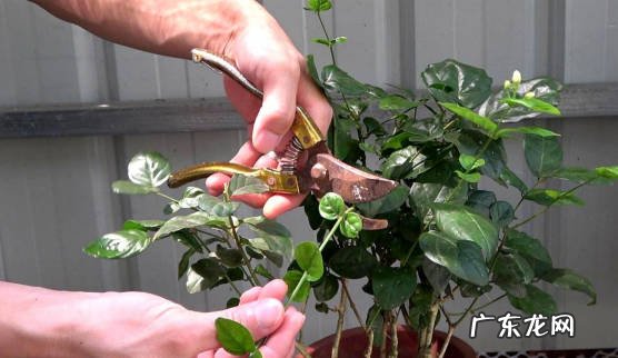 不能随意修剪 怎么让茉莉花安全过冬