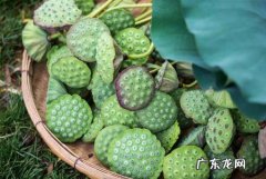 莲子皮可以吃,莲子衣没去除可以吃