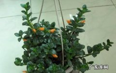 保持恒定温度 金鱼吊兰开花期怎么养
