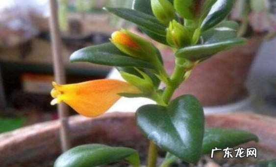 保持恒定温度 金鱼吊兰开花期怎么养