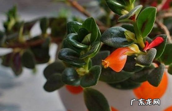 保持恒定温度 金鱼吊兰开花期怎么养