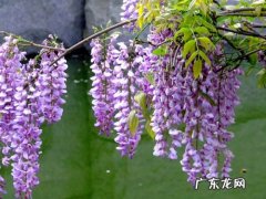 紫藤花扦插时间,紫藤花扦插方法和时间
