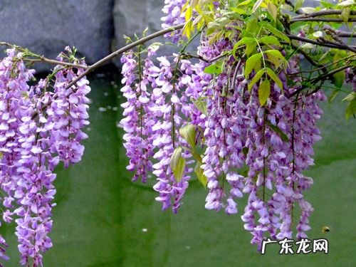 紫藤花扦插时间,紫藤花扦插方法和时间