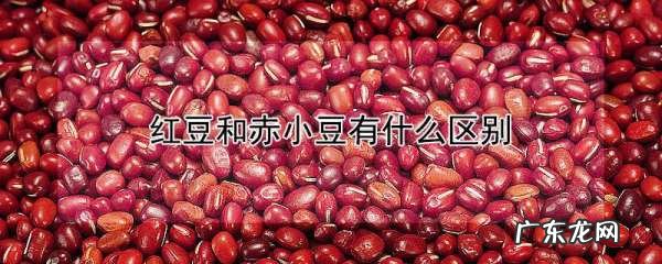 如何区分红豆和赤小豆,红豆和赤小豆哪个祛湿效果好