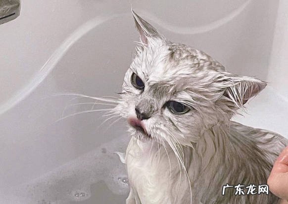 喝热水 不能给猫咪用什么方法取暖