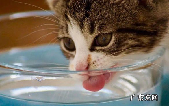 喝热水 不能给猫咪用什么方法取暖