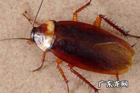 蠊虫是什么虫,美洲大蠊是蟑螂